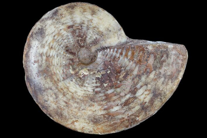 Fossil Ammonite (Artinskia) - Russia #117190